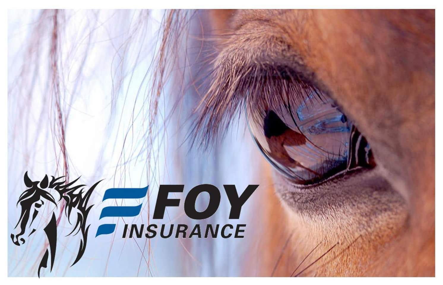 Equine Insurance in NH, MA & ME Foy Insurance